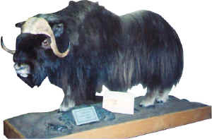 MuskOx8000.JPG (61886 bytes)