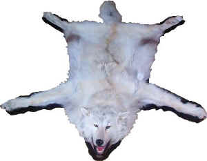 arctictimberwolf3000.jpg (17327 bytes)