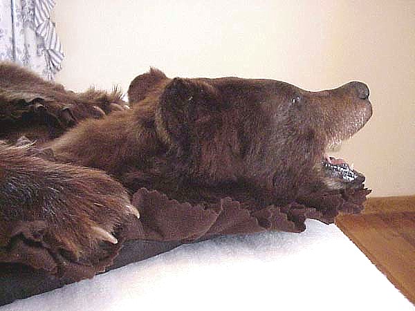Real Fur Rugs Mounted Taxidermy, How To Tell If A Bear Skin Rug Is Real
