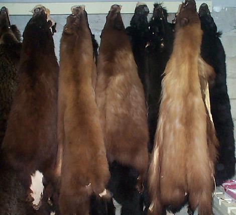 Authentic Large Genuine Rabbit Fur Skin Pelt Real Tanned Taxidermy Hid