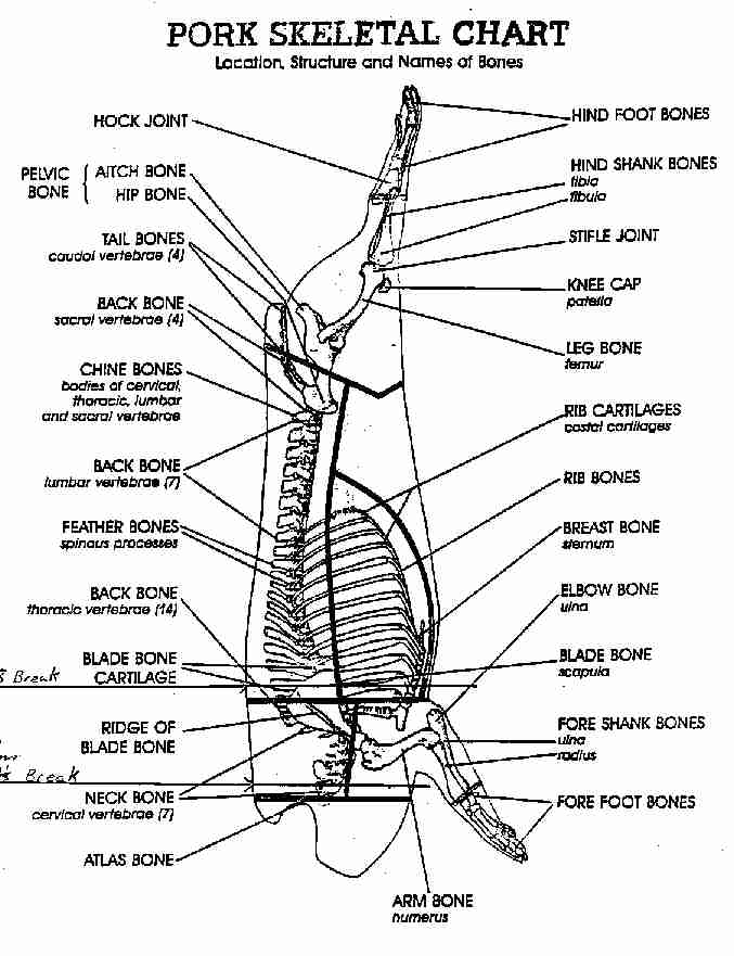 porkskeleton.jpg (59589 bytes)