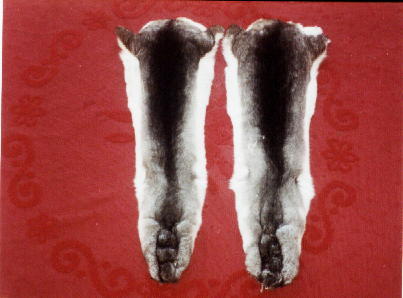 Chinchilla Fur Pelt, Skin, Hide, from United States