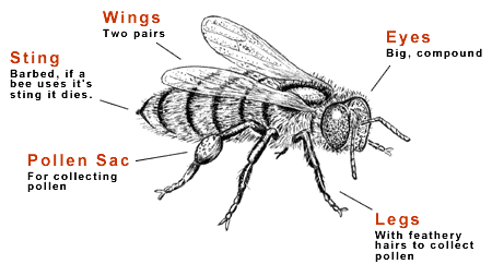 bumble bee diagram worker bee diagram bumble bee diagram worker bee diagram