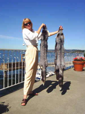 fox 006.jpg (397727 bytes)